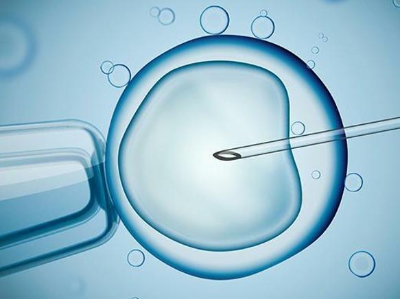 了解试管婴儿囊胚移植3BB和4BB囊胚成功率对比与品质研究